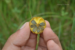 Diospyros melanoxylon